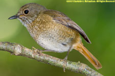 rock thrush